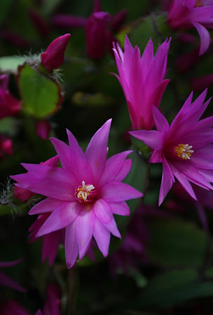 Balboa Park Botanical Gardens