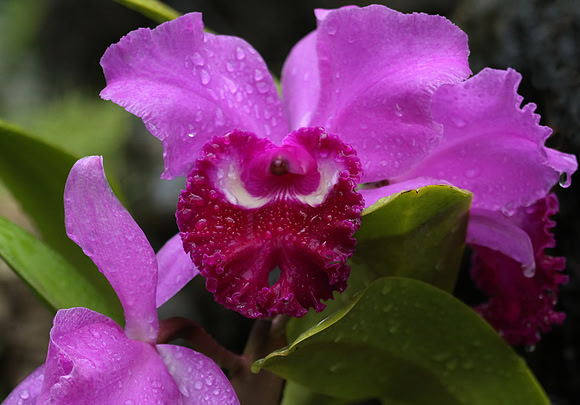 Orchid