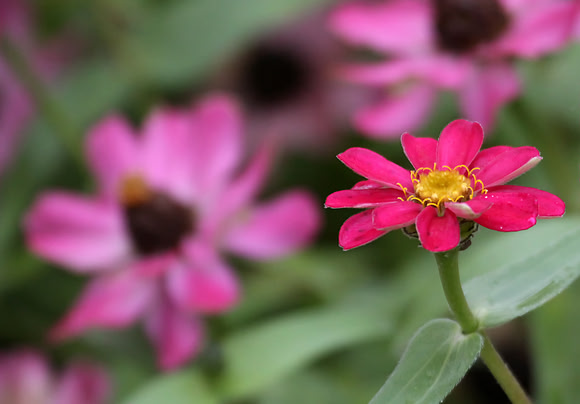 Zinnias