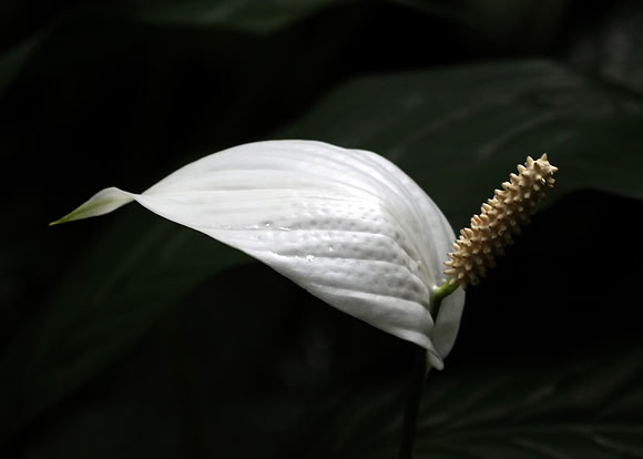 Peace Lily