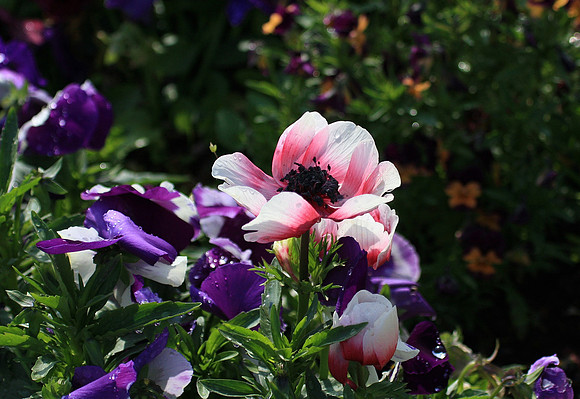 Blooms along San Francisco's Embarcadaro