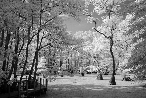 Dismal Swamp SP, NC