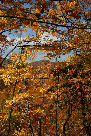 View from the Laurel Falls Trail