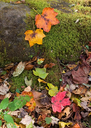 Roaring Fork Motor Nature Trail