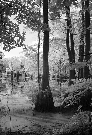 Dismal Swamp SP, NC