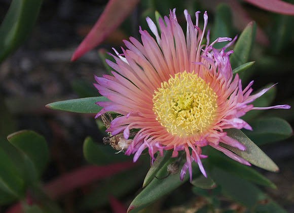 Pink Ice Plant