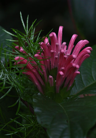 Brazilian Plume flower