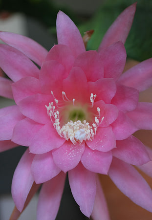 Balboa Park Botanical Gardens