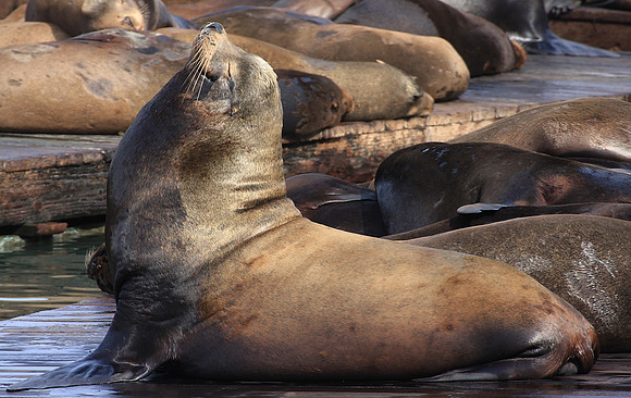 Sea Lions at San Francisco's Pier 39