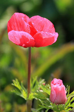 Blooms along San Francisco's Embarcadaro