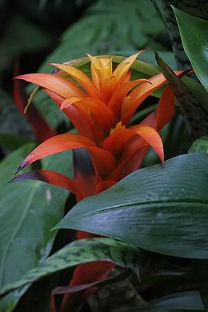 Bromeliad