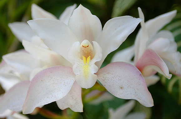 Balboa Park Botanical Gardens