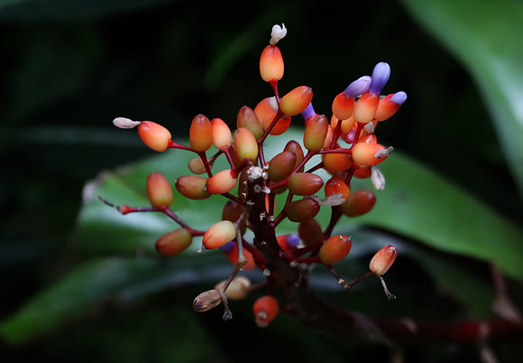 Aechmea fulgens bromeliad