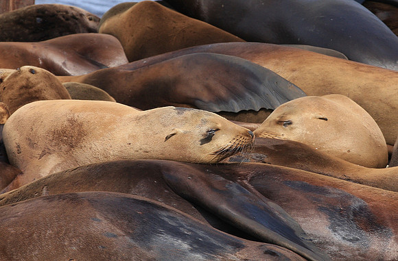 Sleeping Beauties