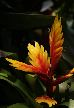 Balboa Park Botanical Gardens