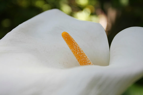 Balboa Park Botanical Gardens