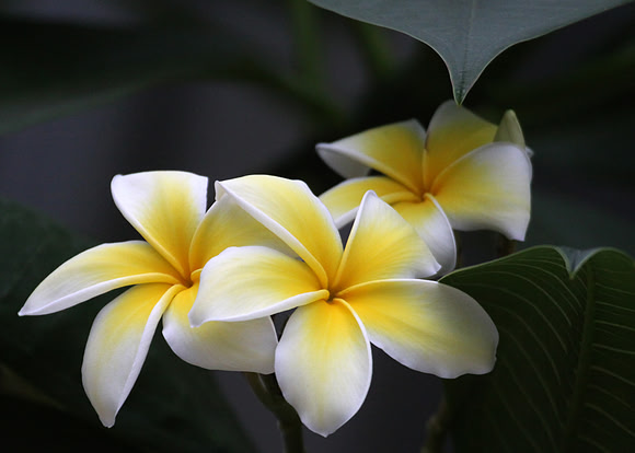 Plumeria