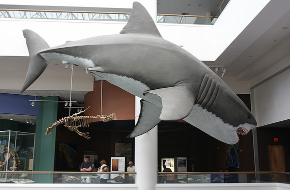 Museum of Natural History Display