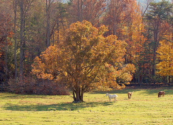 Cade's Cove