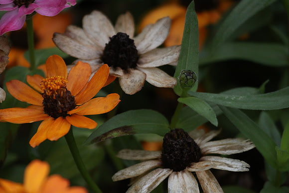 Zinnias