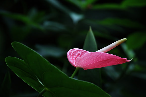 Anthurium flower