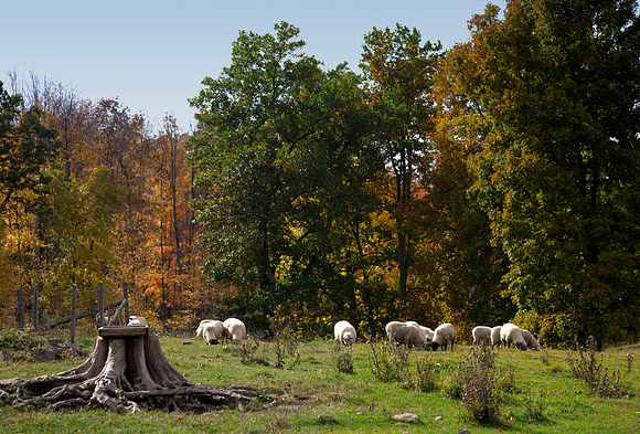Sheep in a Pasture