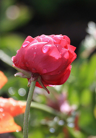 Blooms along San Francisco's Embarcadaro