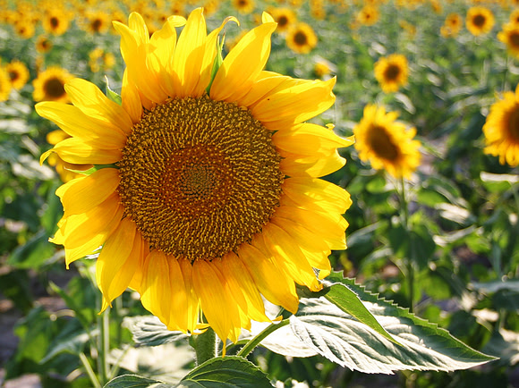 Sunflower Field - Corpus Christi Texas
