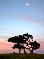 Windswept Trees Point Arena