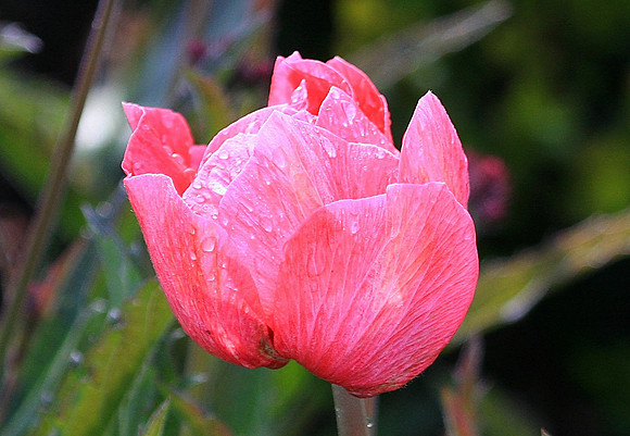 Blooms along San Francisco's Embarcadaro