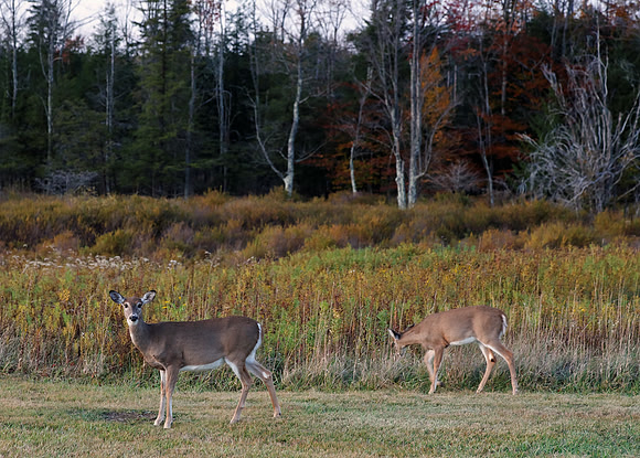 Deer in the Fields at Canaan