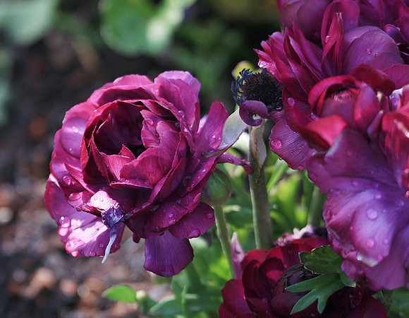 Blooms along San Francisco's Embarcadaro