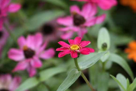 Zinnias